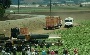 Fieldhands - Photo by Donna Sutton on Flickr